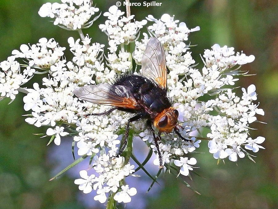 Mosca da determinare: Tachina grossa (Tachinidae)